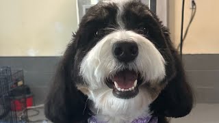 Bernedoodle Dog Grooming [upl. by Assiar]