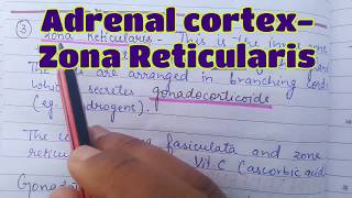 Zona Reticularis  Adrenal cortex  Gonadocorticoids  Androgens  Adrenal Virilism  Adrenal Glands [upl. by Anastice635]