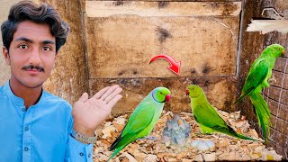 Parrot is breeding start now 🥰 [upl. by Tnaryb225]