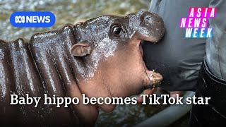 Meet Moo Deng Thailands baby hippo with 27 million TikTok followers  Asia News Week [upl. by Alyal]