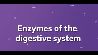 Enzymes of the digestive system KS3 Biology BBC Bitesize [upl. by Isaacs360]