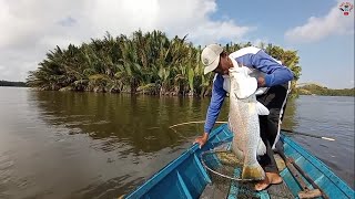 Lemparan pertama langsung disambar ikan Barramundi besarMancing joran bambu [upl. by Pierson]