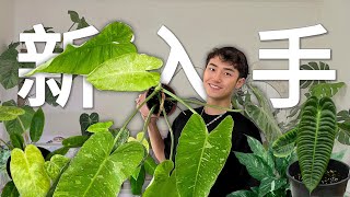 6種新買植物開箱｜2023觀葉植物介紹｜室內植物收藏 [upl. by Leonora198]