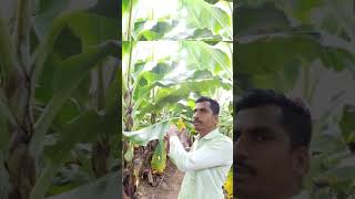 fungicide spray and drip application for fruit and vegetables agriculture banana Agrotec kisan [upl. by Roxanne]