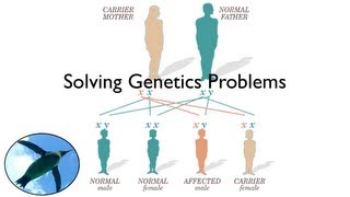 Solving Genetics Problems [upl. by Evslin]