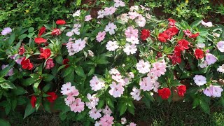 SUNPATIENS PLANTA ÍNCRIVEL Planta de Sol Como plantar nos vasos jardins canteiros bordadura [upl. by Animsaj]