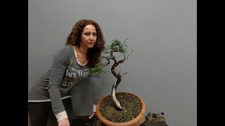 Elsa Boudouri  Cupressus sempervirens quotMission amp Legendsquot Bonsai Styling Video Contest  Part 1 [upl. by Isaacson463]