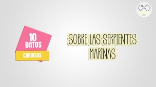 10 Datos curiosos que no sabias acerca de las Serpientes Marinas [upl. by Corenda]