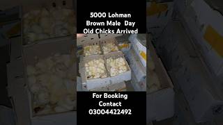 5000 Lohmann Brown Male Day Old Chicks Arrived [upl. by Aeila]