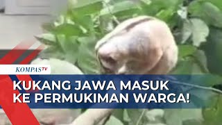 Diduga Mencari Makan Kukang Jawa Masuk Permukiman Warga di Kaki Gunung Syawal [upl. by Toblat682]