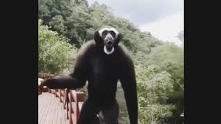 Chimpanzee barking like a dog [upl. by Aninaj]