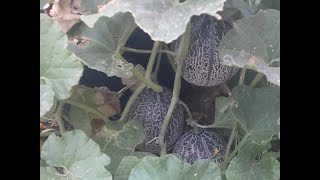 How to grow cantaloupe and melons in containers for beginners [upl. by Hal]