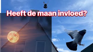 Waarom kweken bij volle maan  met postduiven  Maanstanden [upl. by Nyltak]