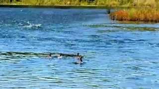 Release of Common Mergansers [upl. by Aceber]