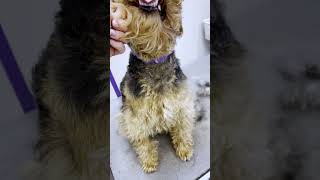 Welsh Terrier Handstrip dog grooming welsh terrier handstrip [upl. by Seaden386]