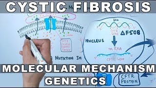 Cystic Fibrosis  Molecular Mechanism amp Genetics [upl. by Ylrevaw]