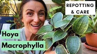 Hoya Macrophylla Variegata  Repotting and Care [upl. by Rafter]