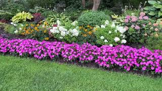 Sunpatiens and Why I Plant Them [upl. by Llednav]