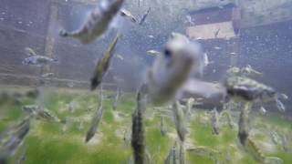 Sticklebacks loving gopro [upl. by Acirahs457]