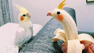 The Worlds Funniest Parrots That Will Have You Rolling with Laughter 😅 [upl. by Enneiluj]