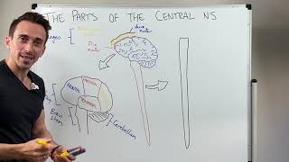 Overview of the Central Nervous System CNS [upl. by Streetman]