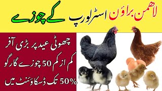 Lohmman Brown and Australorp Business In Pakistan [upl. by Aihseyt]