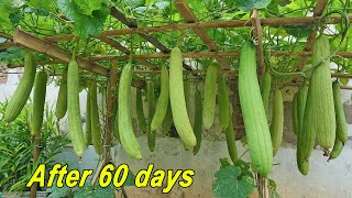 Growing Sponge Gourds in Rooftop Bags Tips for Growing Sponge Gourds with Milk [upl. by Waxler]