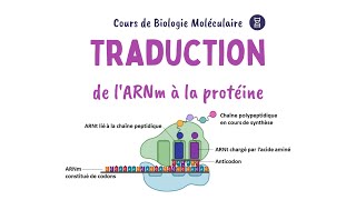 LA TRADUCTION de lARN messager en protéines  Biochimie Facile [upl. by Nevyar]