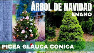 ‍🎄🎅ÁRBOL de NAVIDAD‍ miniatura ‍🎄PICEA GLAUCA CONICA ✔️CUIDADOS [upl. by Nerti]