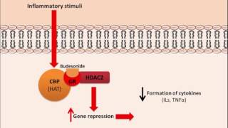 Budesonide  Mechanism of Action [upl. by Ardeth]