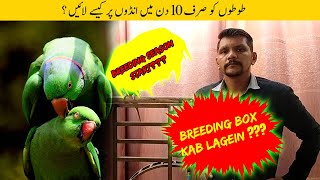 Parrots ka Breeding Month aur Boxes kab lagana chahiye   Urdu  Hindi  PBI Official [upl. by Friedrick761]