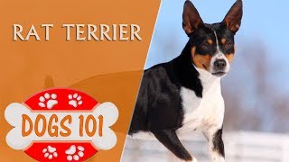 Dogs 101  RAT TERRIER  Top Dog Facts About the RAT TERRIER [upl. by Canon]