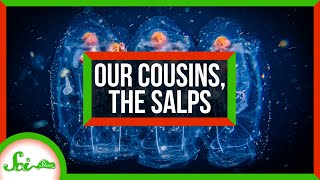 An Ode to Salps Our Gelatinous Marine Cousins [upl. by Noell]