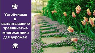 ❀ Устойчивые к вытаптыванию травянистые многолетники для дорожек [upl. by Pia]