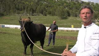 MEDAN GOROSTAS U RAKITNU PONOS LJUBIČIĆA TEŽAK PREKO 1200 KG [upl. by Ardnuyek675]