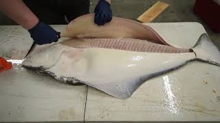 How to Fillet a Halibut EASY METHOD  KastKing [upl. by Novyaj777]