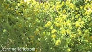 St Johns Wort Hypericum Perforatum [upl. by Peh]