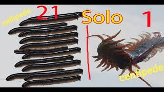 Millipede vs Centipede  attack animal [upl. by Cheria]