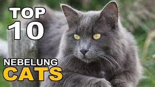 TOP 10 NEBELUNG CATS BREEDS [upl. by Oileduab]