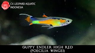 Poecilia wingei The GORGEOUS Guppy Endler High Red Leopard Aquatic F043A [upl. by Soisatsana]