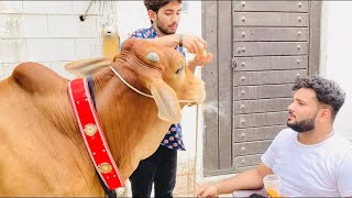 COW NE HALWA POORI KHAYI😂❤️  BAKRA EID VLOGS  SHAHEER KHAN [upl. by Imhskal190]