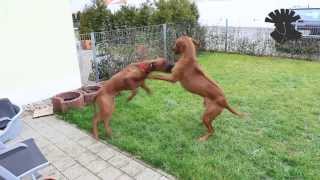 Rhodesian Ridgebacks  rough play  ATTACK [upl. by Amelina665]