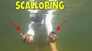 Steinhatchee Florida SCALLOPING  Finding bay scallops in crystal clear water [upl. by Nile]