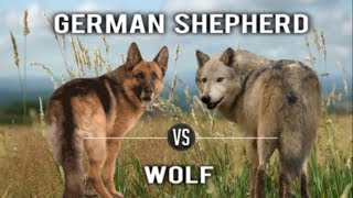 German Shepherd GSD Vs Wolf [upl. by Curson730]