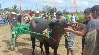 karera Ng Kalabaw Sa arcinas masalipit Bulacan Dec28 2023 Elimination Ng Class B Full Video [upl. by Enel]