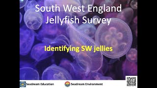 Identifying SW Jellies by Dr Jeanette Sanders [upl. by Ratha]