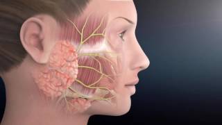 Facial Nerve Anatomy  The Facial Paralysis Institute [upl. by Anastassia]