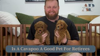 Is A Cavapoo A Good Pet For Retirees [upl. by Saenihp]