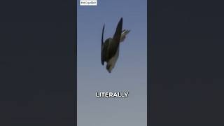 Peregrine Falcons  Deadly Diving at 380 kmh shorts falcons [upl. by Woodman]