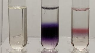 Molischs Test for Carbohydrates 20 [upl. by Palmore]